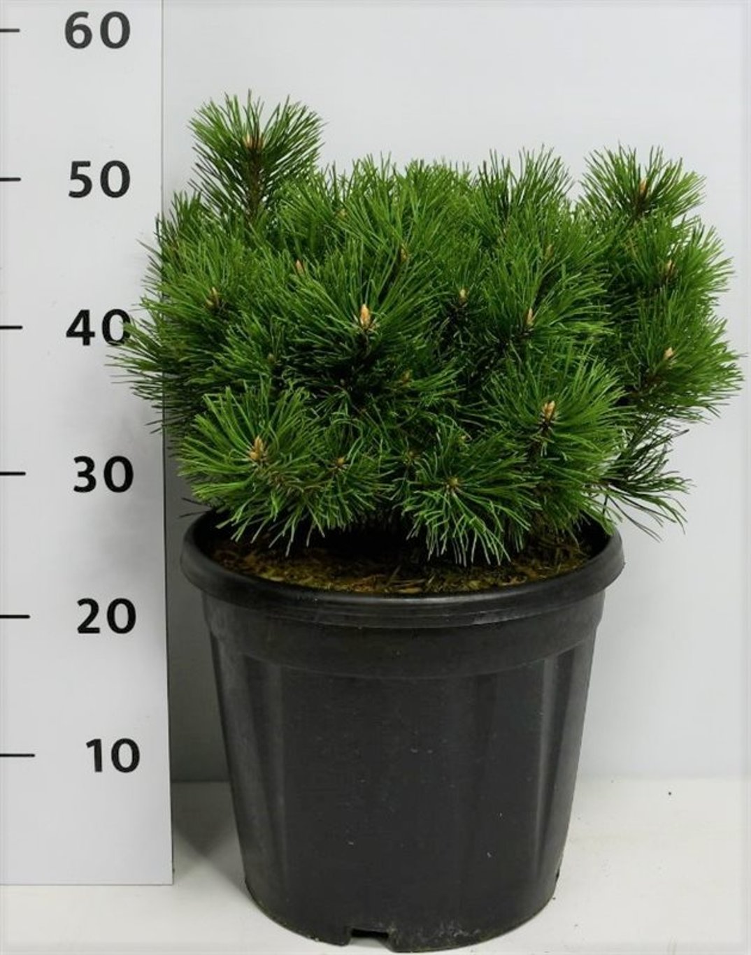 Pinus mugo 'Mumpitz' - C12 40-50 CM